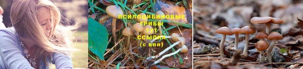 PSILOCYBIN Богородицк